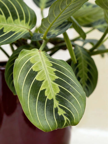 Prayer Plant