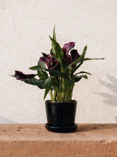 Purple Calla Lily