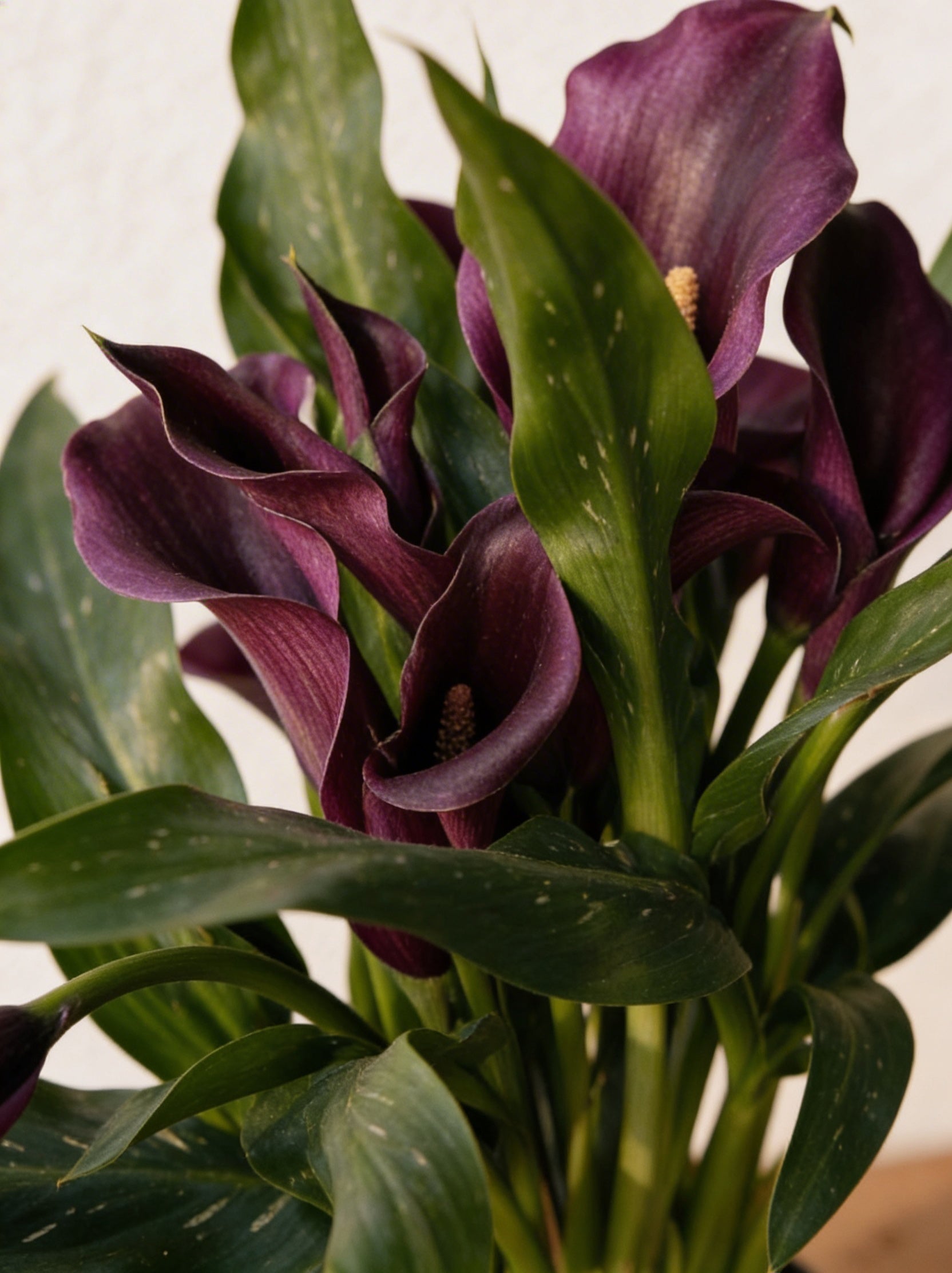 Purple Calla Lily