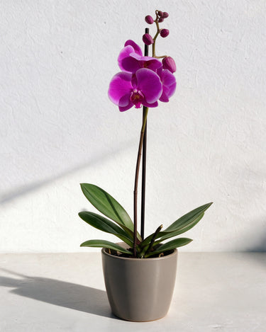 Orchid