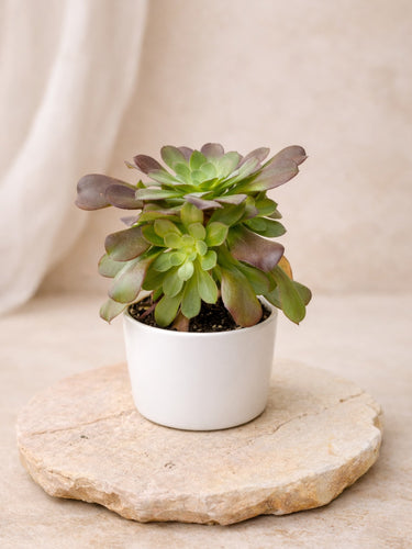 Red Aeonium