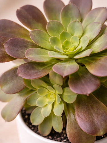 Red Aeonium