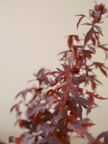Cranberry Hibiscus