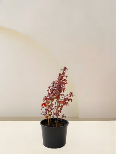Cranberry Hibiscus