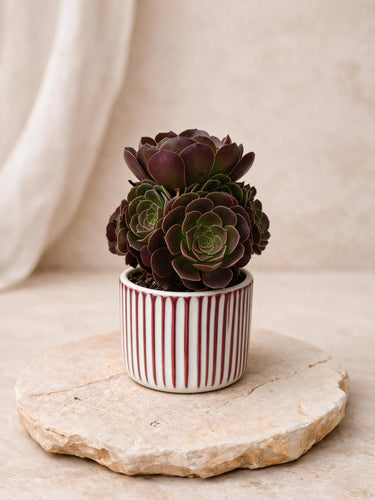 Red Aeonium