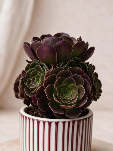 Red Aeonium
