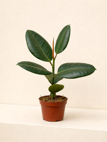 rubber fig indoor plant Rubber Fig - Ficus Robusta | Table Top Indoor Plants
