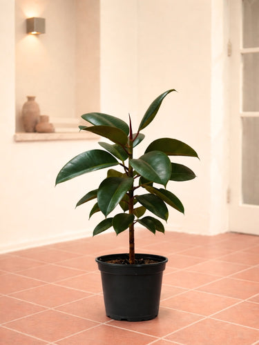 Rubber Plant