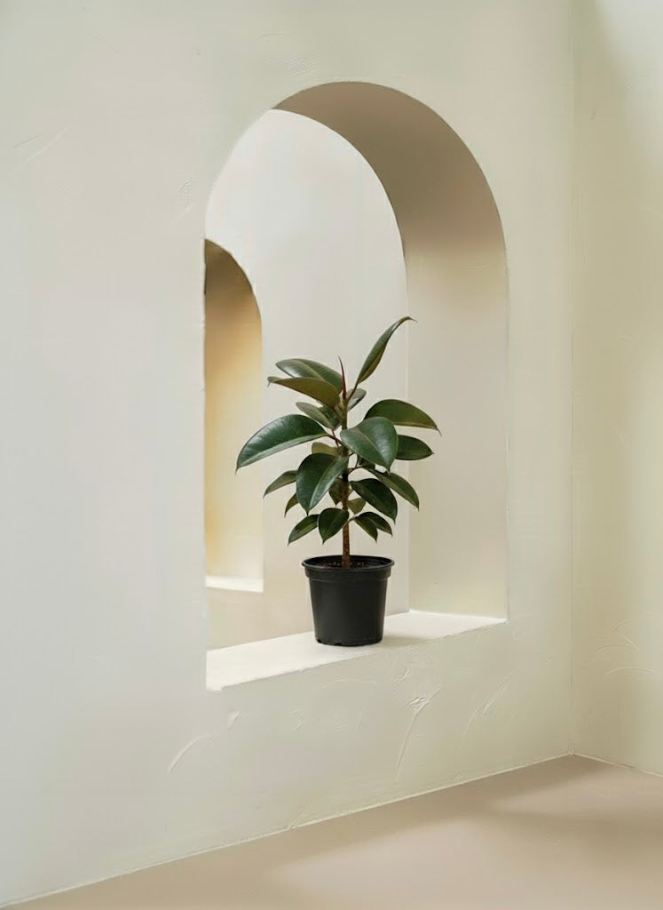Rubber Plant