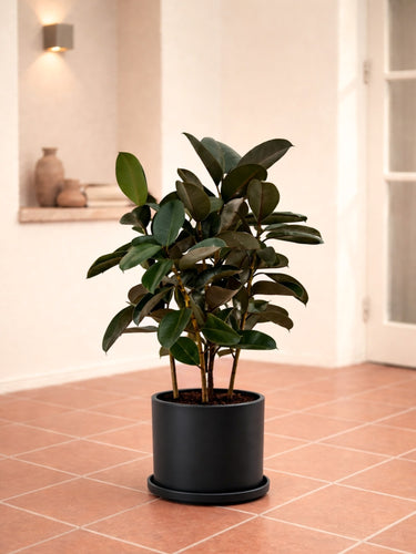rubber plant height indoor Rubber Fig - Ficus Robusta | Table Top Indoor Plants