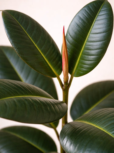 Rubber Plant