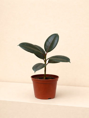 rubber fig house plant Rubber Fig - Ficus Robusta | Table Top Indoor Plants