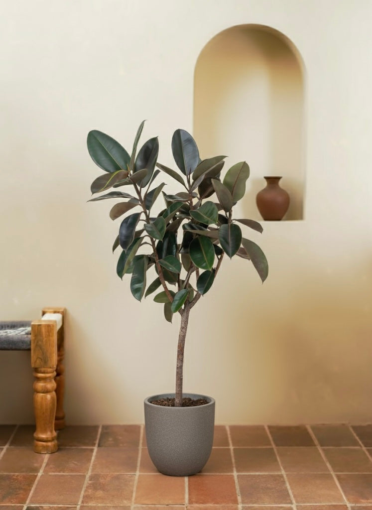 Rubber Tree