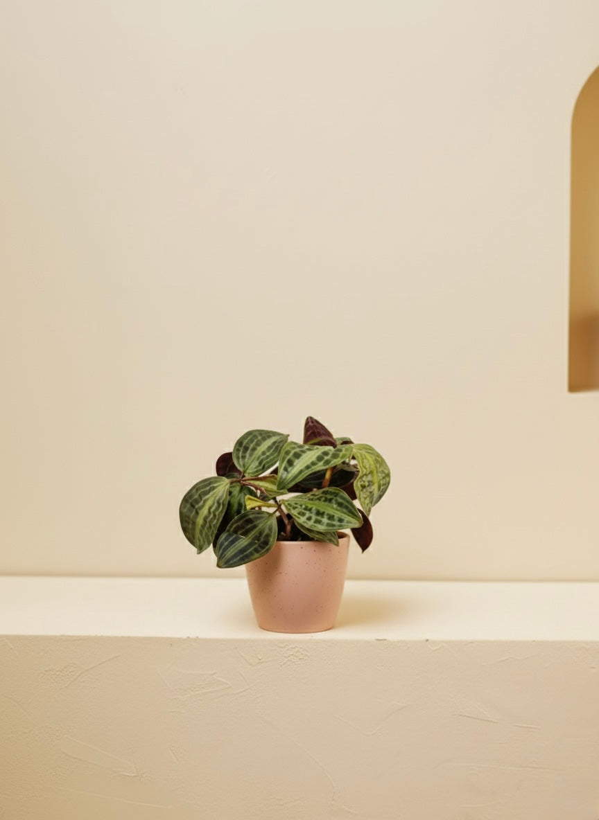 Seersucker Plant