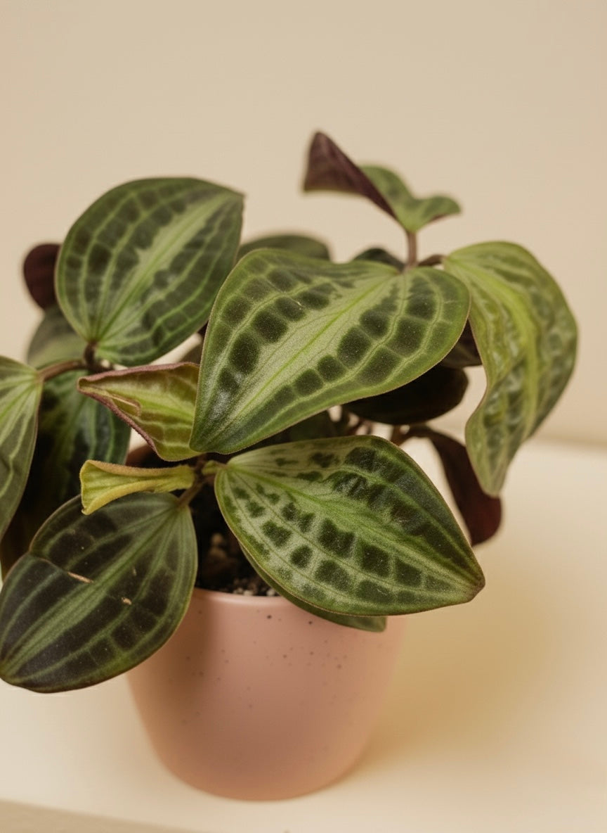Seersucker Plant