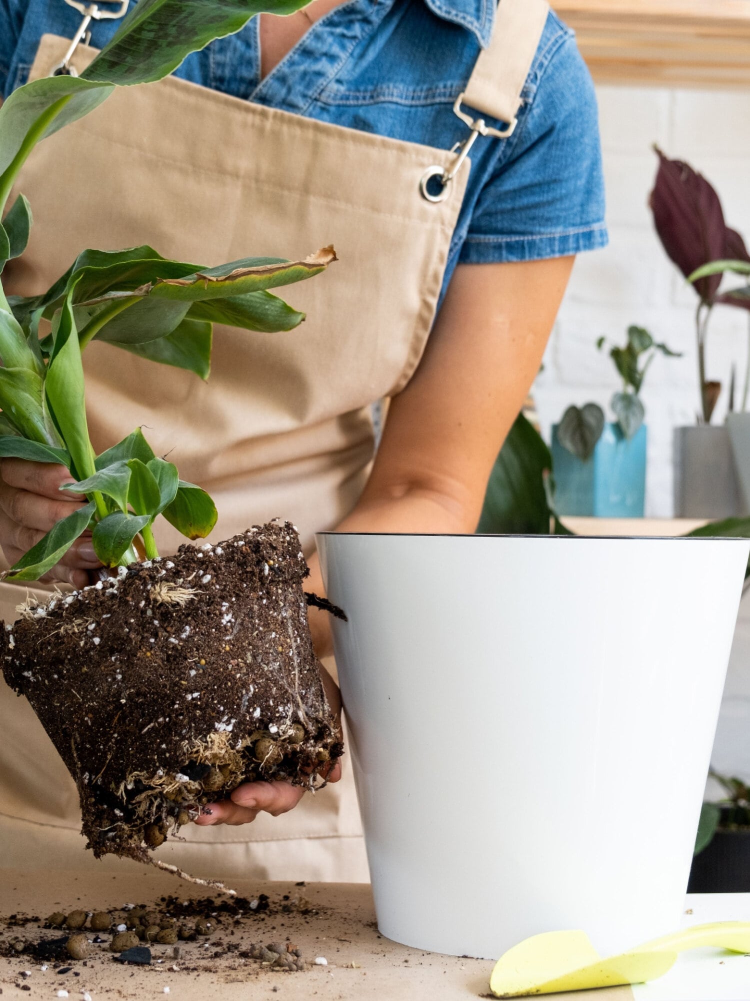 Plant Repotting in