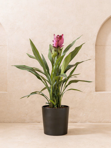 Siam Tulip