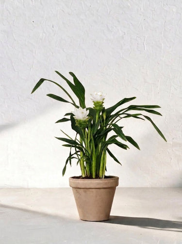 White Siam Tulip