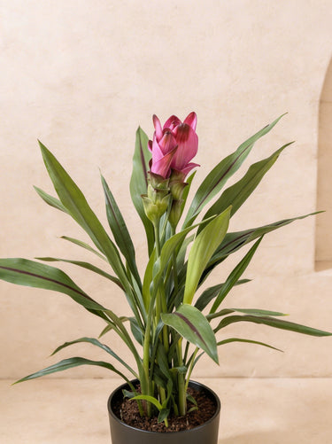 Siam Tulip