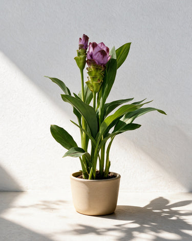 Siam Tulip