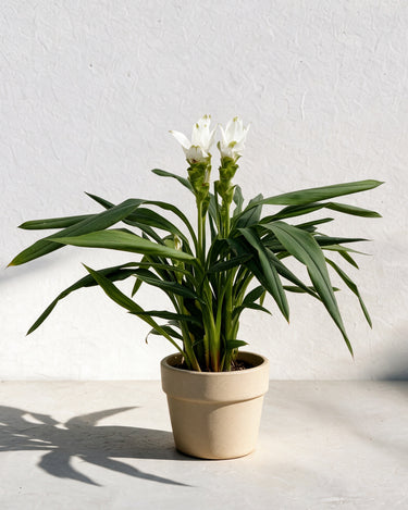 Siam Tulip