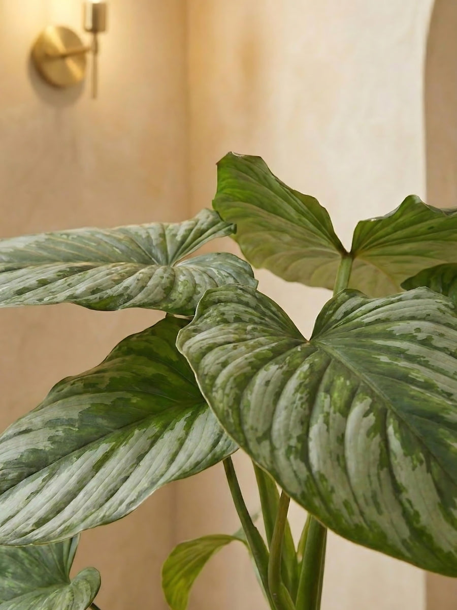 Silver Cloud Philodendron