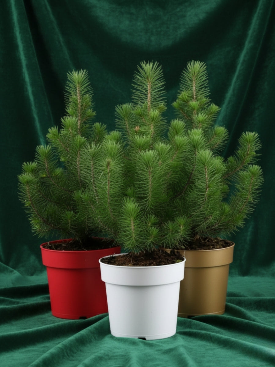 Mini Silver Crest Pine