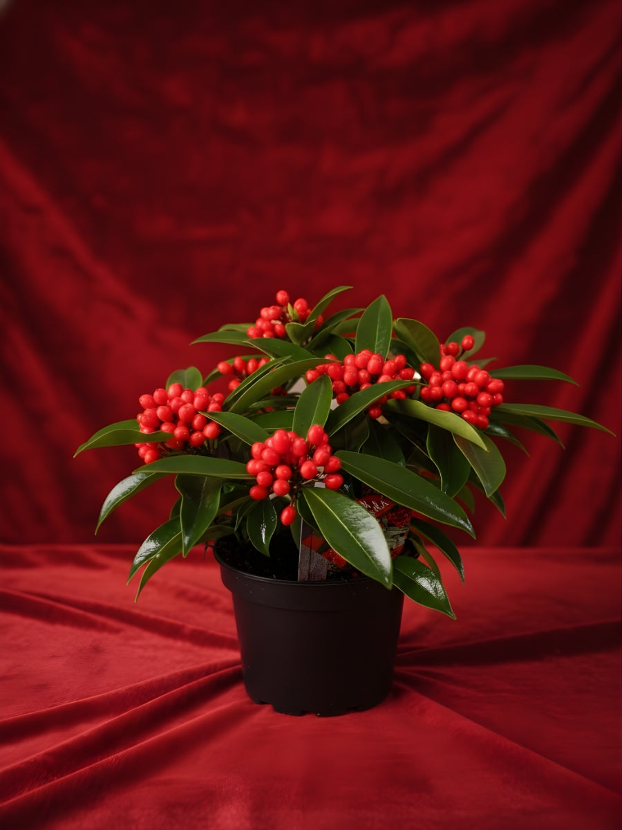 Red Skimmia Mini