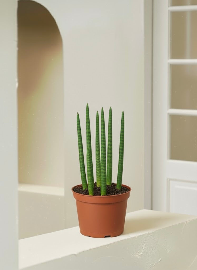 sansevieria cylindrica stuckyi Snake Plant Cylindrica - Sansevena Cylindrica | Table Top Indoor Plants