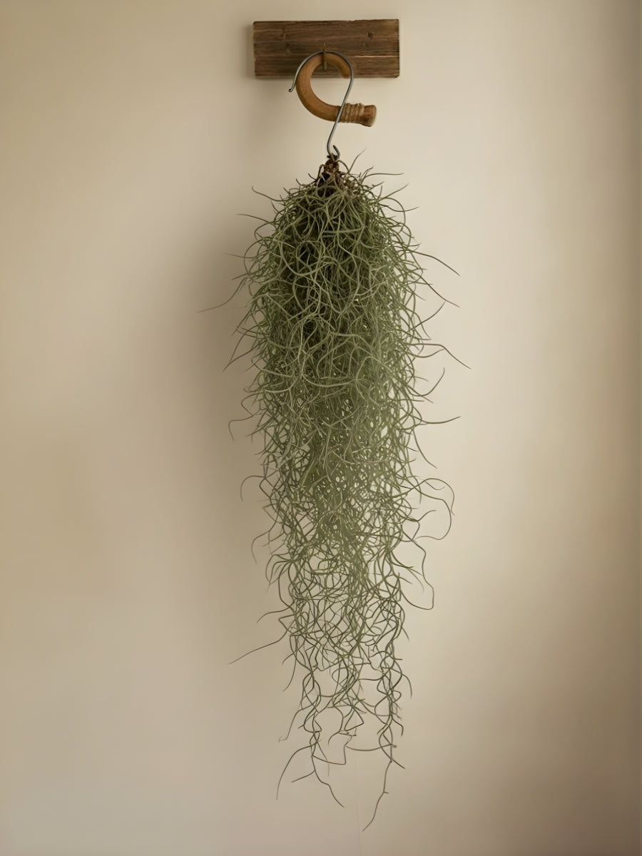 Spanish Air Plant