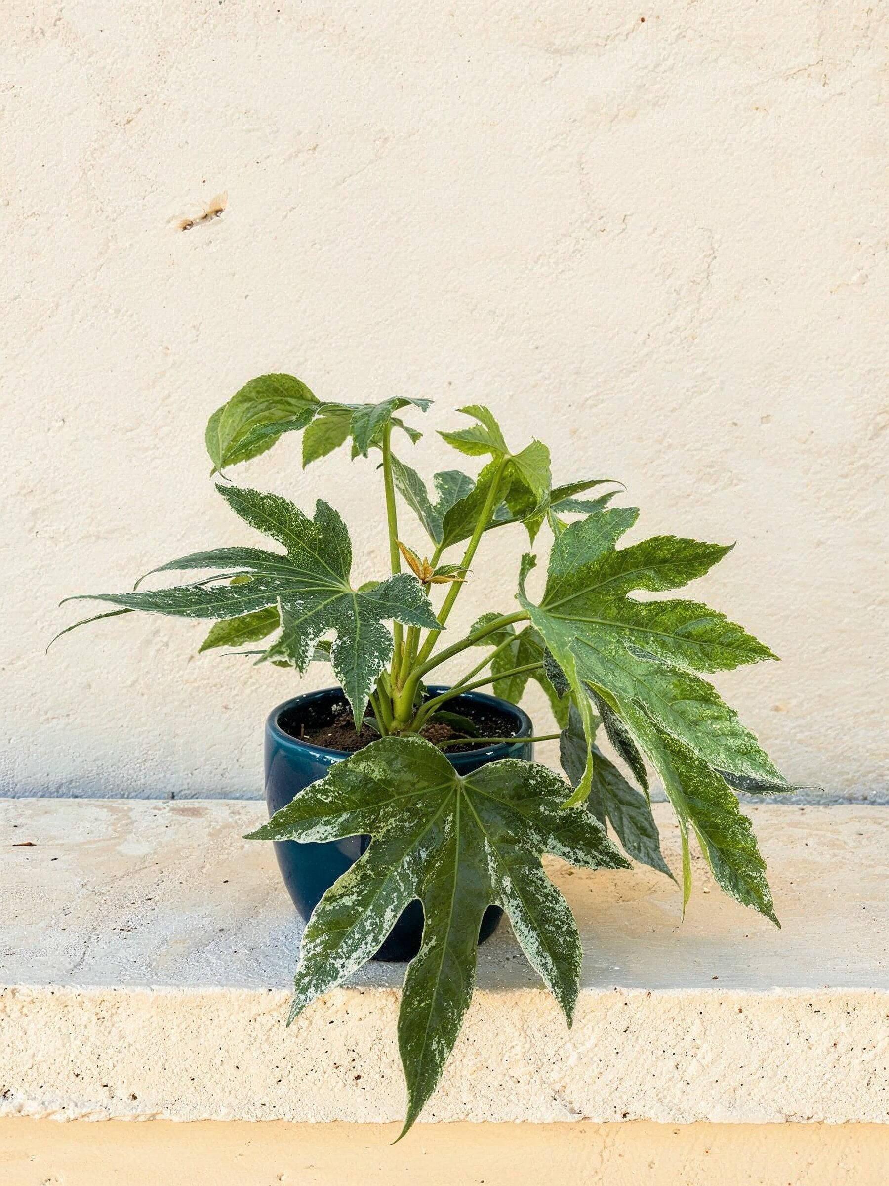 Speckled Aralia