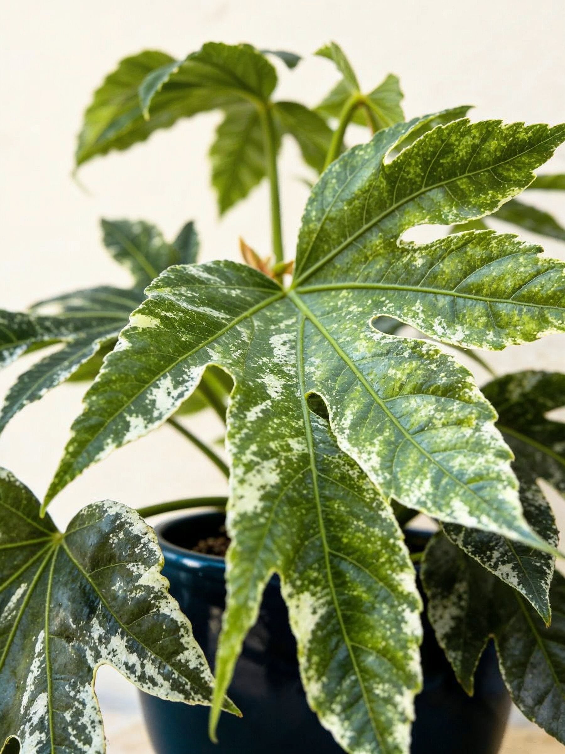 Speckled Aralia