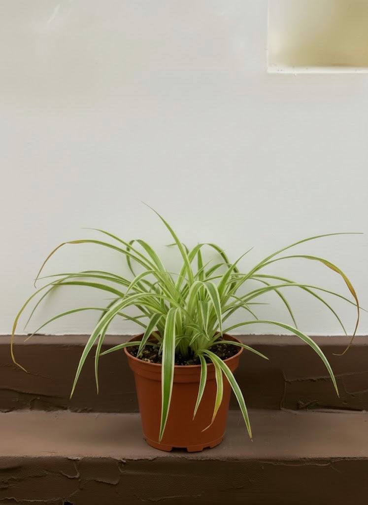 Spider Plant