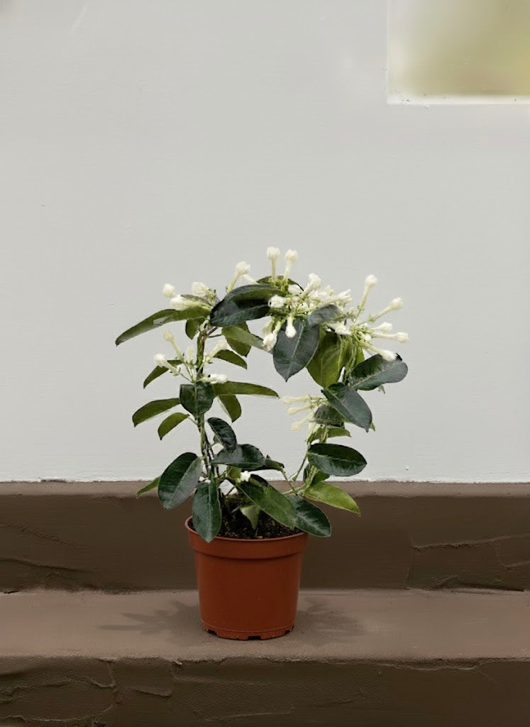 Madagascar Jasmine