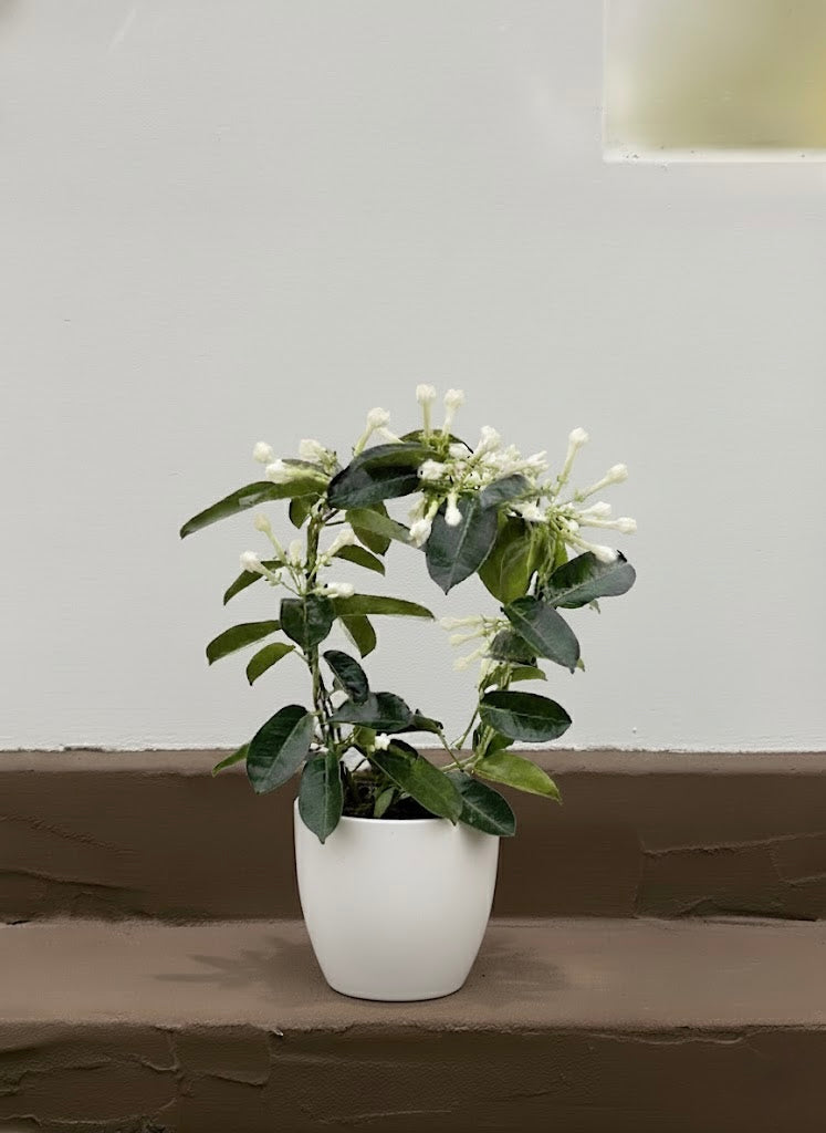 Madagascar Jasmine