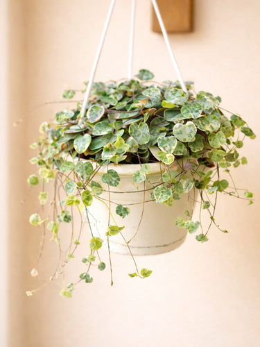 String of Hearts