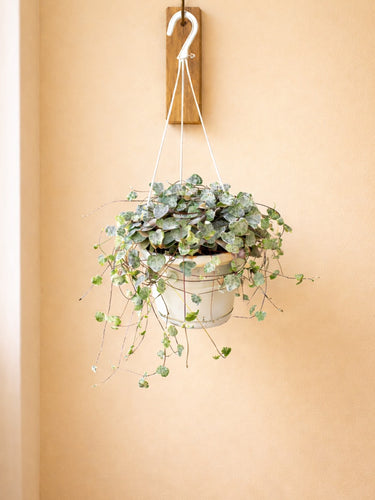 String of Hearts