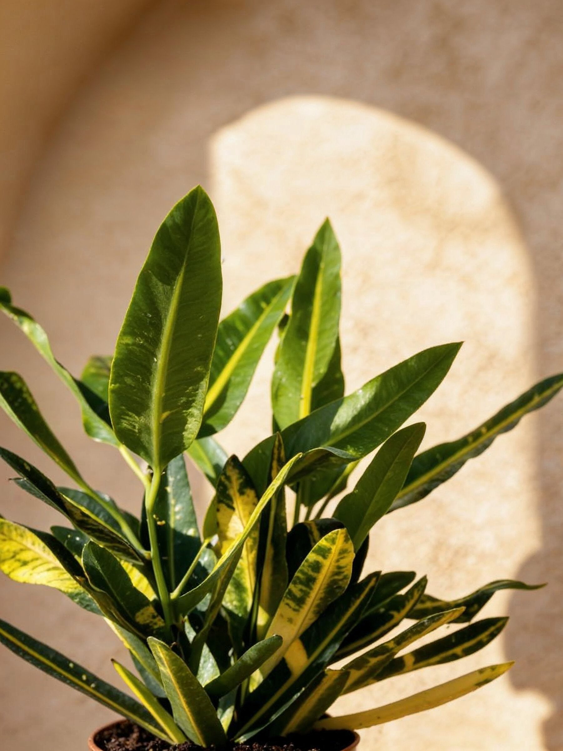 Sunny Star Croton
