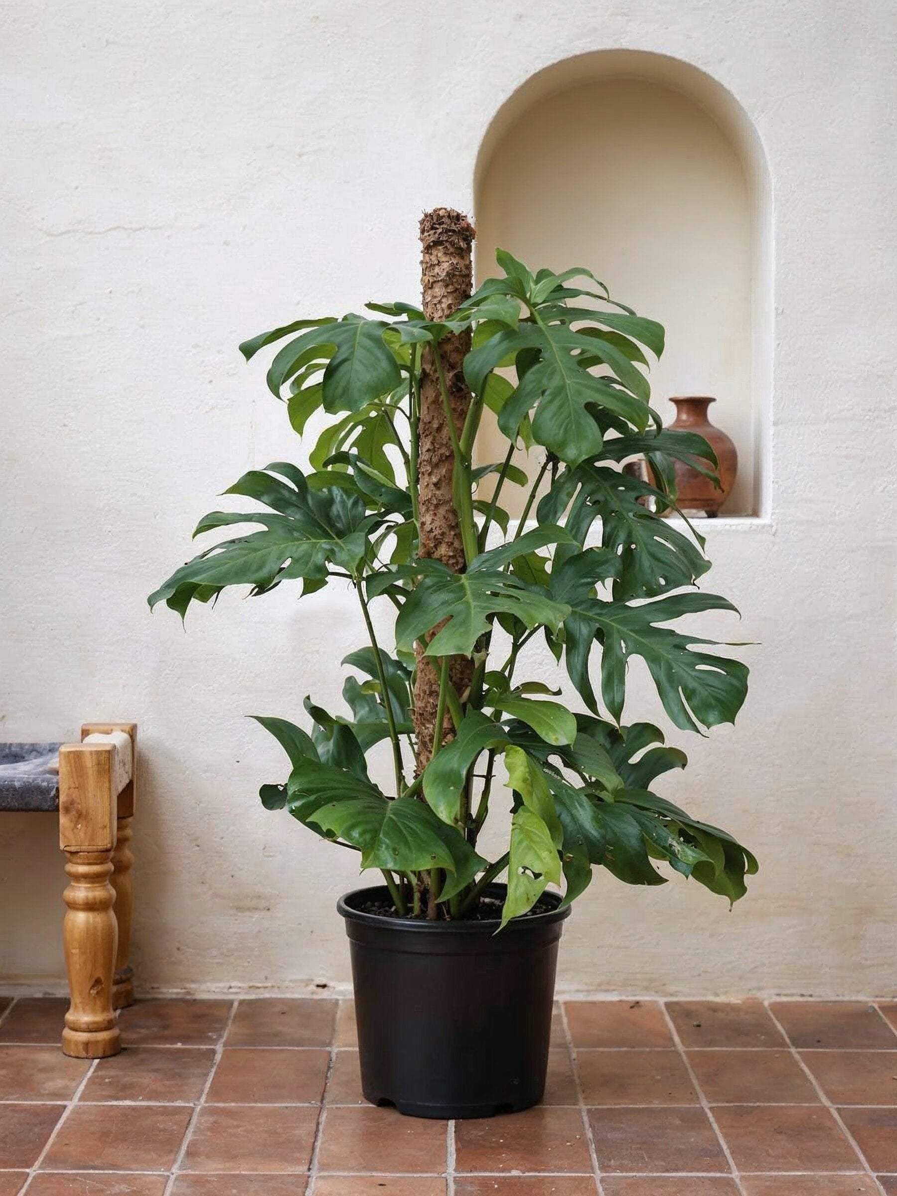 Swiss Cheese Plant