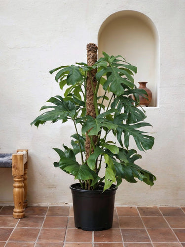 Swiss Cheese Plant