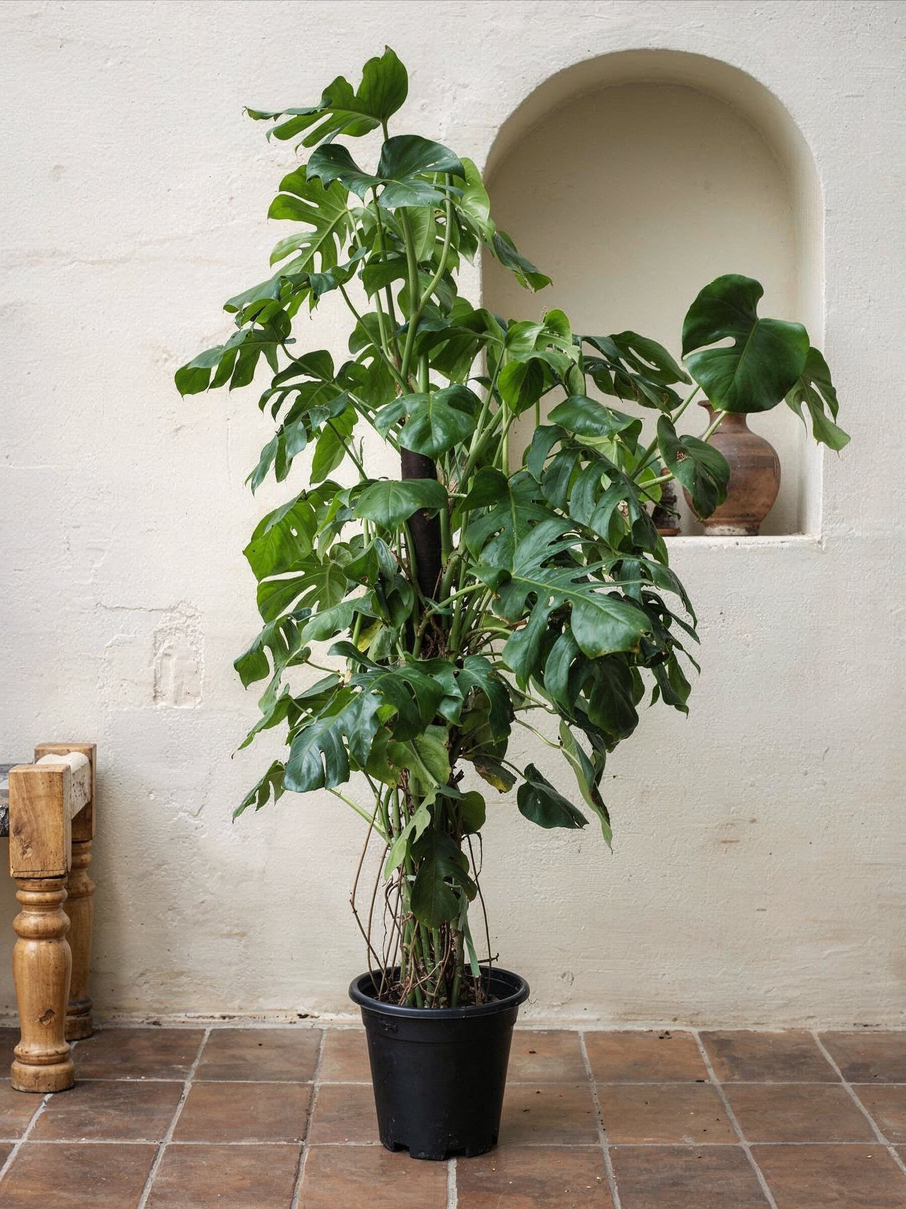 indoor plants switzerland Swiss Cheese Plant - Monstera | Tall Indoor Plants