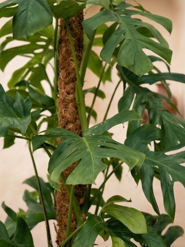 monstera plant dubai Swiss Cheese Plant - Monstera | Tall Indoor Plants
