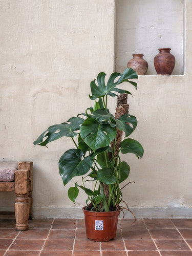 swiss cheese plant tall Swiss Cheese Plant - Monstera | Tall Indoor Plants