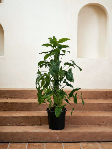 Syngonium Mojito