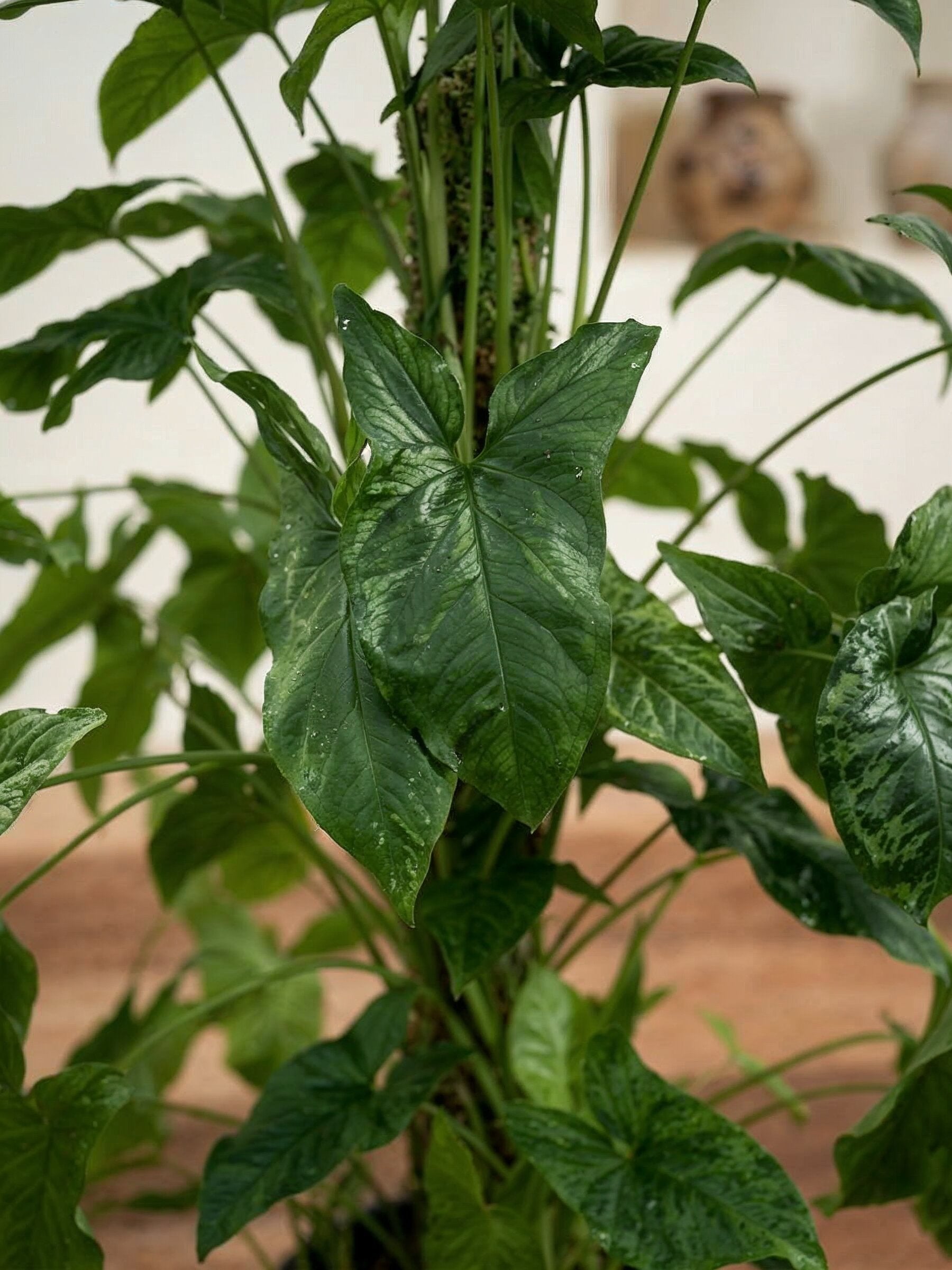 Syngonium Mojito