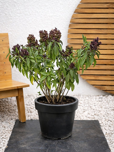 Thai Basil