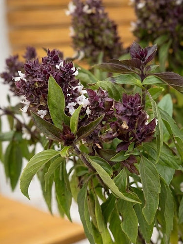 Thai Basil