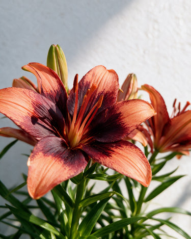 Tiny Ink Asiatic Lily