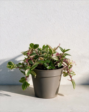 Tradescantia Quadricolor