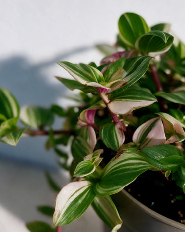 Tradescantia Quadricolor